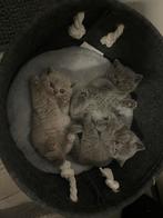 Britse korthaar kittens, Dieren en Toebehoren, Katten en Kittens | Raskatten | Korthaar, Meerdere dieren, Ontwormd, 0 tot 2 jaar