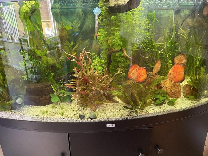 gratis af te halen 6 posthoorn slakken, Dieren en Toebehoren, Vissen | Aquariumvissen, Zoetwatervis, Slak of Weekdier