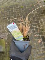 Pennisetum alopecuroides - Lampenpoetsersgras, Tuin en Terras, Planten | Tuinplanten, Ophalen, Volle zon, Vaste plant, Siergrassen