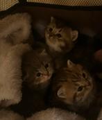 ragdoll x britse korthaar kittens, Dieren en Toebehoren, Meerdere dieren, Ontwormd