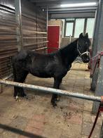 Zeer brave kinderpony van 118 hoog, Dieren en Toebehoren, Pony's, Merrie, Recreatiepony, 3 tot 6 jaar