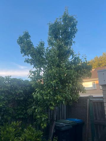 Volwassen Perenboom beschikbaar voor biedingen