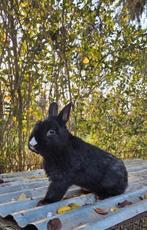 Prachtig lief dwergkonijntje ventje circa 6 maandjes jong!, Mannelijk, Dwerg, 0 tot 2 jaar