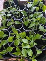 Komkommer Plant Aubergin Tomaat Punt paprika Biber Aci Tatlı, Volle zon, Groenteplanten, Eenjarig, Ophalen of Verzenden