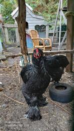 Deze mooie lieve brahma hanen zoeken een goed tehuis., Dieren en Toebehoren, Pluimvee, Mannelijk, Kip