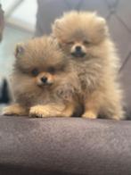 Pomeriaan pups, Dieren en Toebehoren, Honden | Poolhonden, Keeshonden en Oertypen, Particulier, Keeshond, 8 tot 15 weken, Buitenland