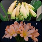 Clivia zaailing plantje, Gardinii Yellow x Pink Peach Bonny, Bloeiende kamerplant, Ophalen of Verzenden, Volledige schaduw, Minder dan 100 cm
