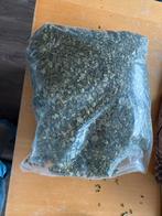 Moringa Bladeren uit Malawi, Volle zon, Eenjarig, Ophalen of Verzenden, Kruiden