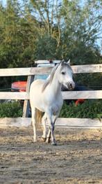 Knappe Welsh A pony te koop, Dieren en Toebehoren, Pony's, Gechipt, Ruin, A pony (tot 1.17m), 7 tot 10 jaar