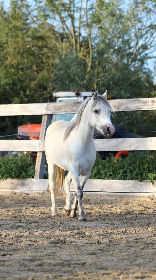 Knappe Welsh A pony te koop, Dieren en Toebehoren, Pony's, Ruin, A pony (tot 1.17m), Tuigpony, 7 tot 10 jaar, Met stamboom, Gechipt