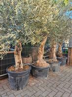 Olijfbomen dikke grillige stam; €139 gratis bezorgd Hsum eo, Tuin en Terras, Planten | Bomen, Volle zon, Ophalen of Verzenden