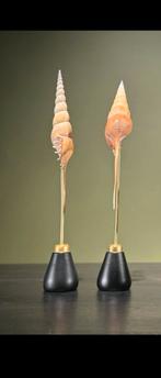 Schelpen op standaard., Ophalen of Verzenden, Schelp(en)