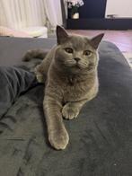 Britse korthaarkitten, Dieren en Toebehoren, Katten en Kittens | Overige Katten, Kater