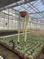 Cactus/suculent Monkey’s Tail Hildewintera Colademononis., Ophalen of Verzenden, Minder dan 100 cm, Bloeiende kamerplant, Volle zon