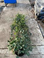 Hedera xxxl, Tuin en Terras, Planten | Tuinplanten, Ophalen, Vaste plant, Bloeit niet, Halfschaduw