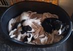 Border collie x puppy, Dieren en Toebehoren, Parvo, 8 tot 15 weken, Teef, Collie