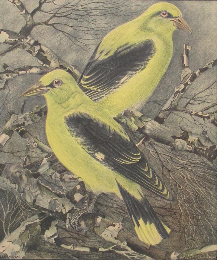 W.A. Wassenaar (1873-1956): Wielewalen, kleurenlitho, Antiek en Kunst, Kunst | Litho's en Zeefdrukken, Ophalen of Verzenden