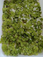 Salvinia drijfplantjes, Dieren en Toebehoren, Ophalen, Zo goed als nieuw, Plant(en), Steen of Hout