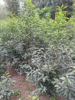 Plantgoed Portugese Laurier, Tuin en Terras, Planten | Struiken en Hagen, Ophalen, Laurier, Haag, 100 tot 250 cm
