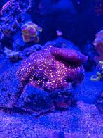 Koraal Psammacora BigR Martian, Dieren en Toebehoren, Vissen | Aquariumvissen, Overige typen