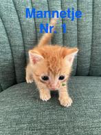 Lieve kittens te koop – 3 katertjes en 1 poesje, Dieren en Toebehoren, Katten en Kittens | Raskatten | Korthaar, Meerdere dieren