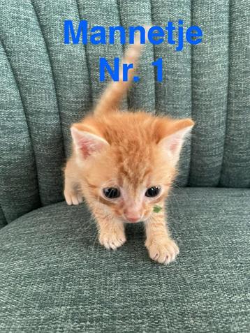 Lieve kitten te koop – 1katertjes beschikbaar voor biedingen