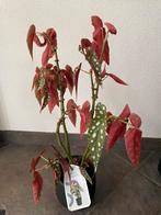 Begonia Silverspot plant, Huis en Inrichting, Kamerplanten, Ophalen of Verzenden
