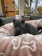 Prachtige blauwe kittens, kruising Noorse boskat, Dieren en Toebehoren, Katten en Kittens | Overige Katten, Meerdere dieren