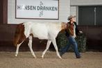 Paint (APHA) en Quarter horses (AQHA), pleasure/allround, Dieren en Toebehoren, Paarden, Minder dan 160 cm, Gechipt, Niet van toepassing