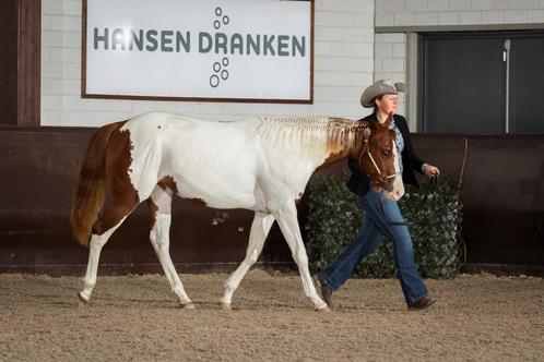 Paint (APHA) en Quarter horses (AQHA), pleasure/allround, Dieren en Toebehoren, Paarden, Meerdere dieren, Niet van toepassing