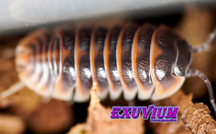 Armadillidium jerrentrupi isopods / pissebedden, Dieren en Toebehoren, Insecten en Spinnen, Overige soorten