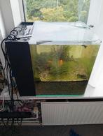 Aquarium met vissen, Ophalen of Verzenden, Zo goed als nieuw, Gevuld zoetwateraquarium