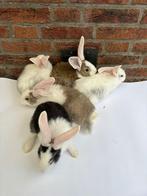 5 jonge Duitse reus (groot soort) van 6/7 weken oud, Dieren en Toebehoren