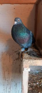 Kropper Gentse Hollandse lokker tilduif, Dieren en Toebehoren, Vogels | Duiven, Meerdere dieren