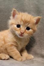 Lieve kittens op zoek naar een huisje, Dieren en Toebehoren, Kortharig, Meerdere dieren, 0 tot 2 jaar