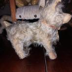 Leuk Schnauzer achtig hondje zeer oud en bespeeld., Ophalen of Verzenden