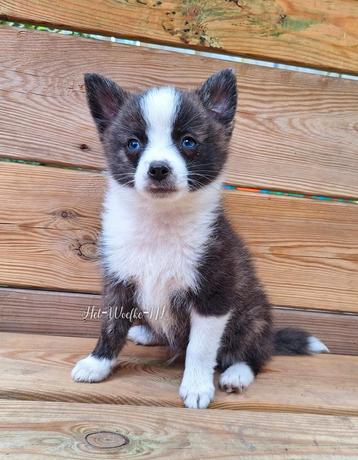 Sunnie ❤️ pomsky reutje 10weken (met geterste ouders) beschikbaar voor biedingen