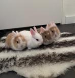 Nog twee prachtige rammetjes opzoek naar een nieuw huisje, Dieren en Toebehoren, Konijnen, Meerdere dieren, Dwerg, 0 tot 2 jaar