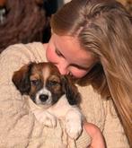 Schattige Friese Stabij X Kooiker pups mogen verhuizen, Dieren en Toebehoren, Overige rassen, 8 tot 15 weken, CDV (hondenziekte)