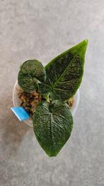 Alocasia Antoro Velvet Variegata, Ophalen of Verzenden