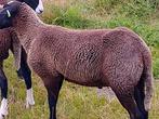 Zwartbles rammen, Dieren en Toebehoren, Meerdere dieren, Schaap