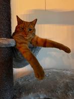 Europese korthaar kater, Dieren en Toebehoren, Kater, Gechipt