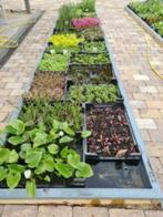 ACTIE, Vijverplanten, waterlelies, drijfplanten - Koidreams, Ophalen of Verzenden, Nieuw, Plant(en), Steen of Hout