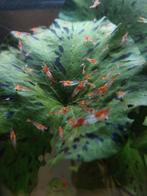 Red Rili garnalen 10 voor 7,50, Kreeft, Krab of Garnaal