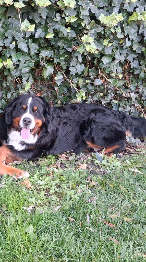 Dekreu berner sennen, Dieren en Toebehoren, Honden | Dekreuen, Reu, Particulier, Eén hond, Nederland, 1 tot 2 jaar
