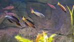Cyprichromis Microlepidotus Caramba Tanganyika wildvang, Dieren en Toebehoren, Vissen | Aquariumvissen, Vis