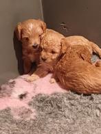 Maltipoo pups, Overige rassen, 8 tot 15 weken, Parvo, Meerdere