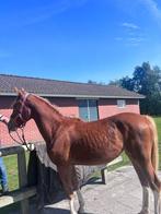 Unieke Welsh pony, Merrie, Onbeleerd, Gechipt, 0 tot 2 jaar