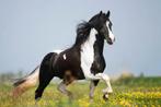 STAAT TER DEKKING IEME BP 60 SPORT, Dieren en Toebehoren, Paarden en Pony's | Dekhengsten en Fokmerries, Hengst
