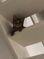 Britse korthaar kitten, Dieren en Toebehoren, Kater